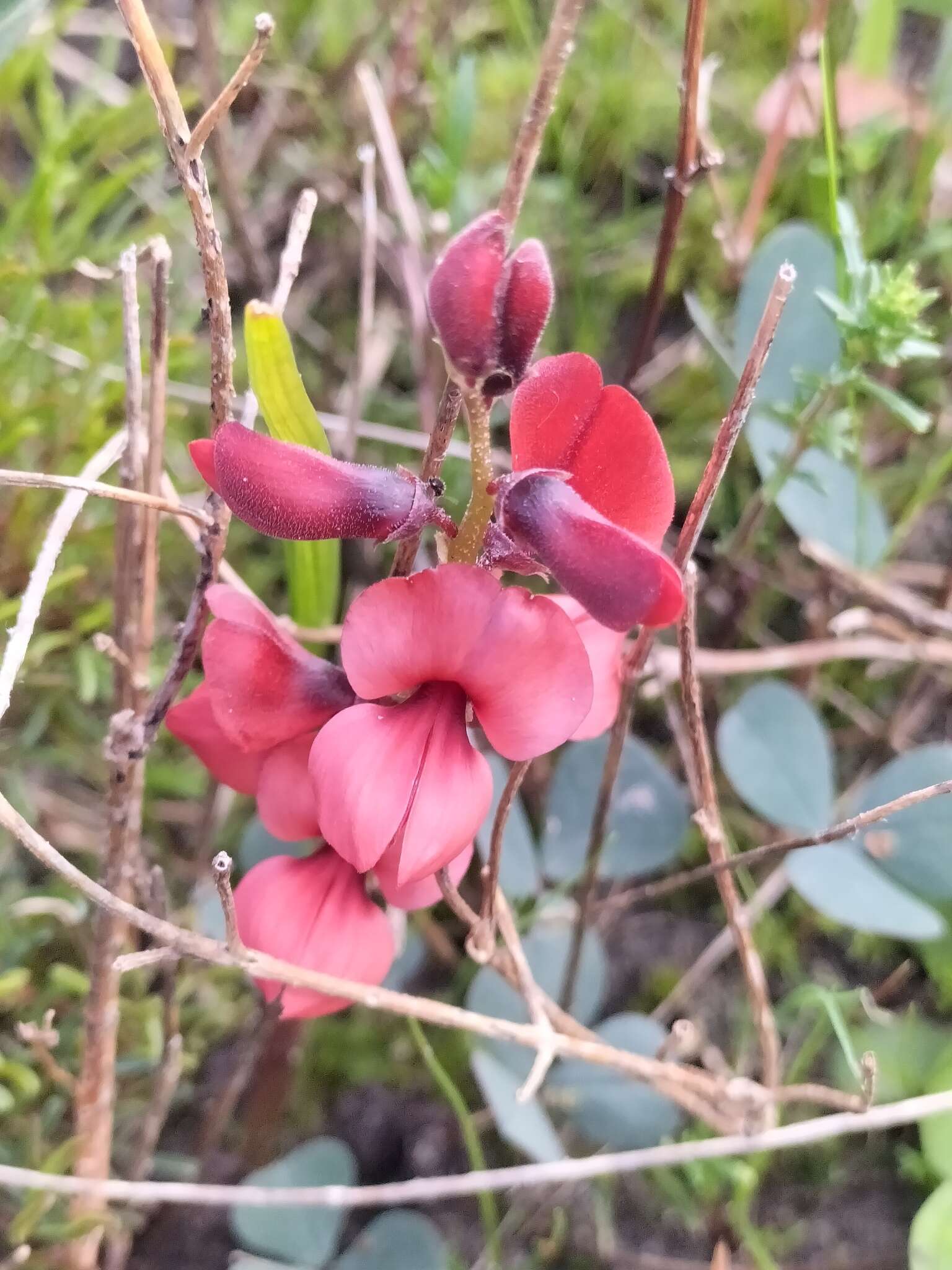 Image of Indigofera procumbens L.