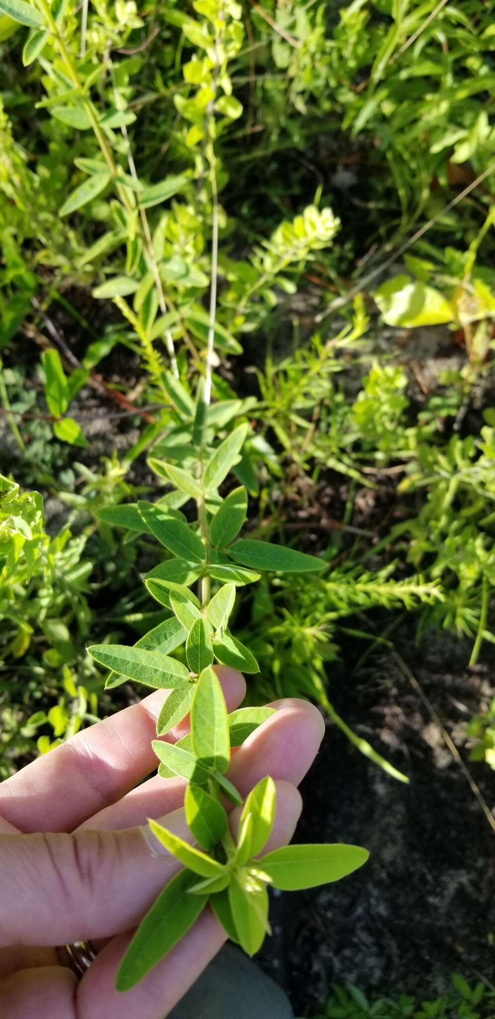 Imagem de Desmodium rigidum (Elliott) DC.