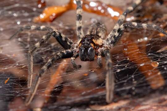 Image of Lake Placid Funnel Wolf Spider