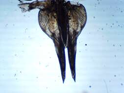 Image of <i>Oniscus <i>asellus</i></i> asellus