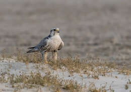 Image of Saker Falcon