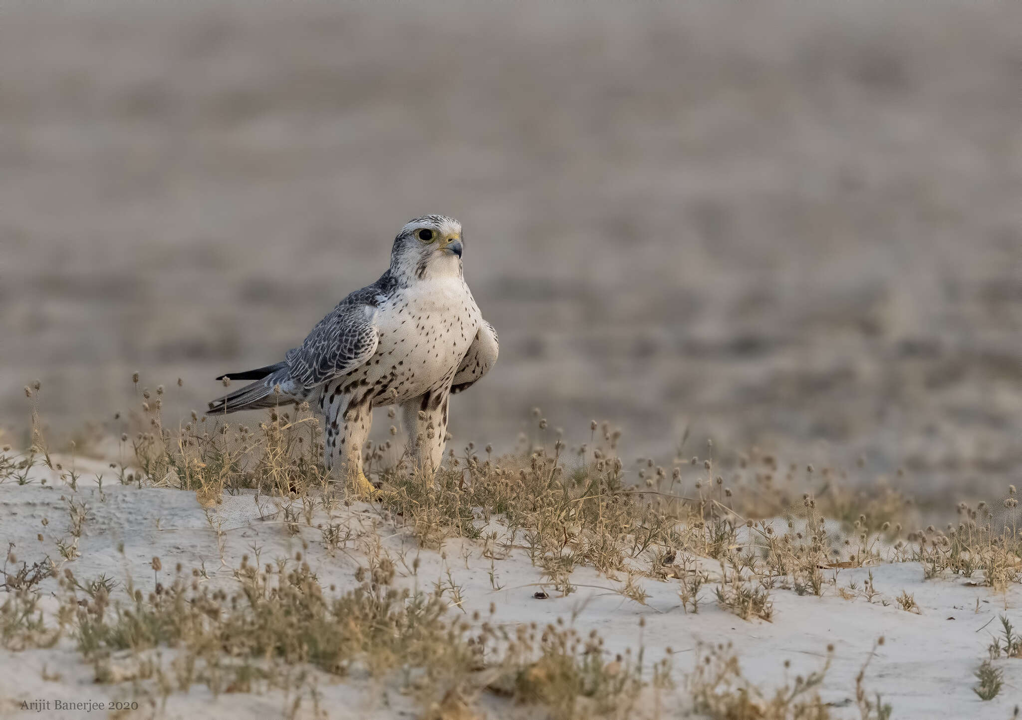 Image of Saker Falcon