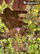 Image of Vittadinia blackii N. T. Burbidge