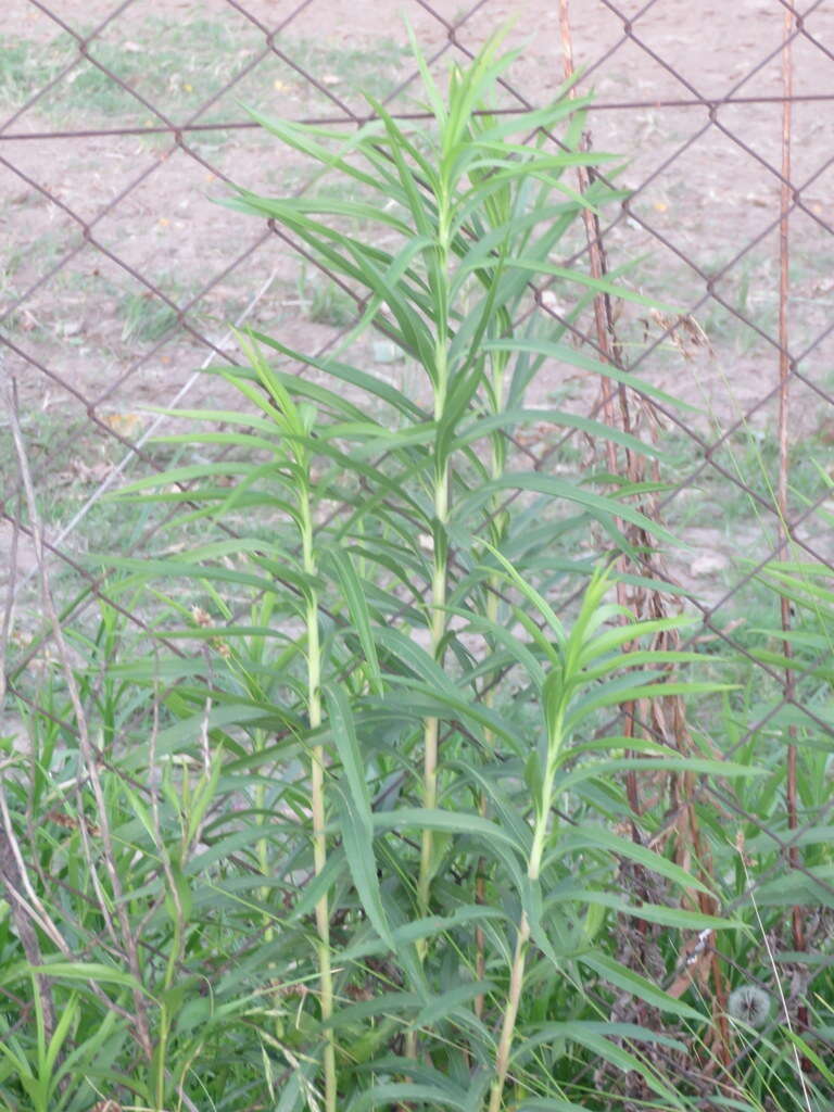 Image of Solidago chilensis Meyen