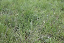 Image of Syncolostemon parviflorus var. lanceolatus (Gürke) Codd