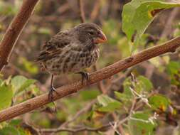 Image of Large Ground Finch