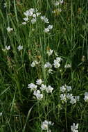 Image of great chickweed