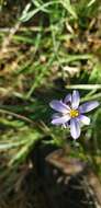 Image of eastern blue-eyed grass