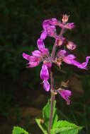 Image of Ocimum serratum (Schltr.) A. J. Paton