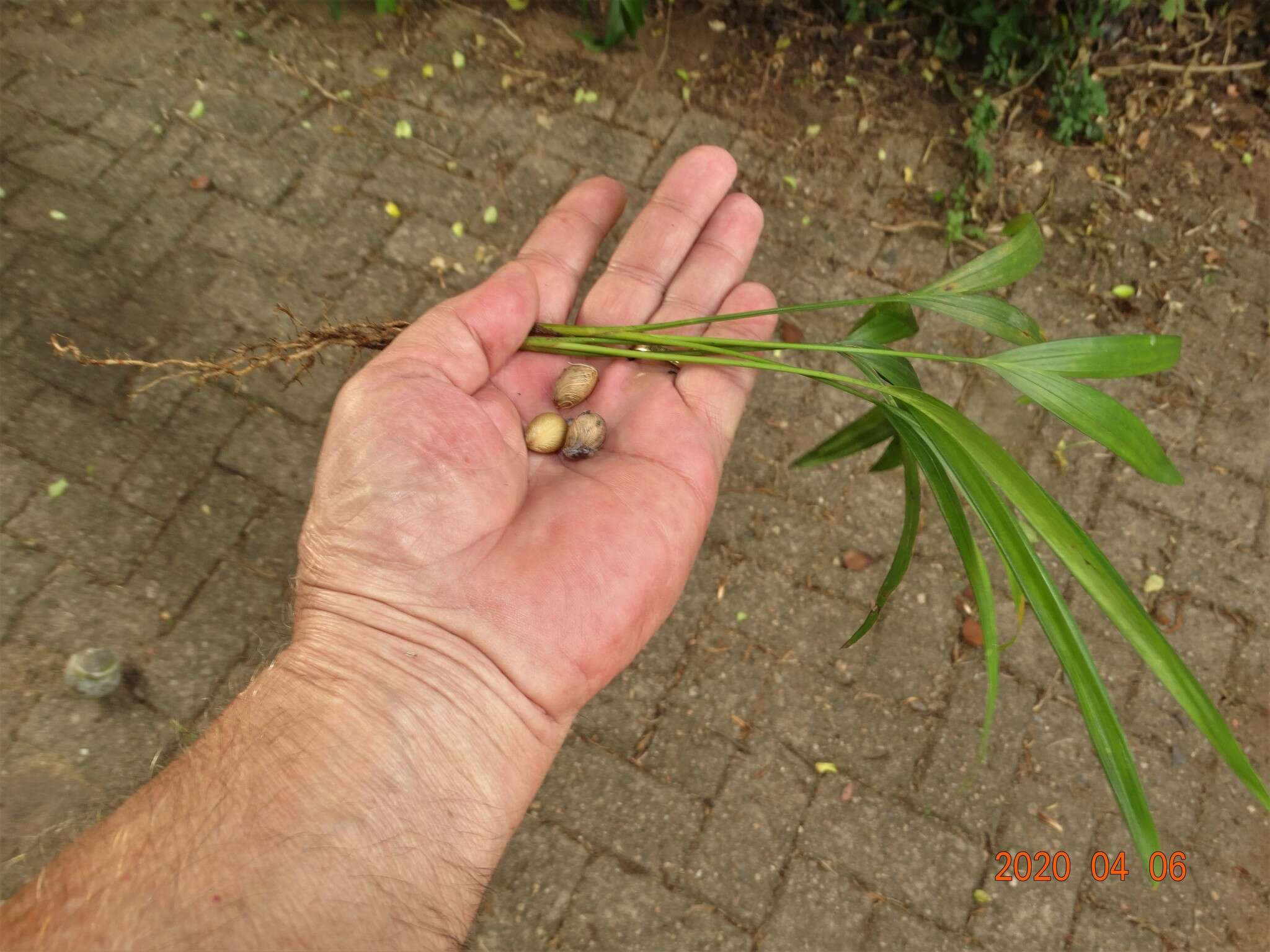 Image of Areca Palm