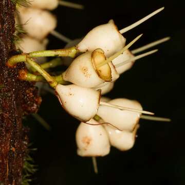 Syzygium guillauminii Dawson resmi