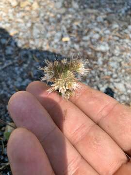 Image of compact phacelia