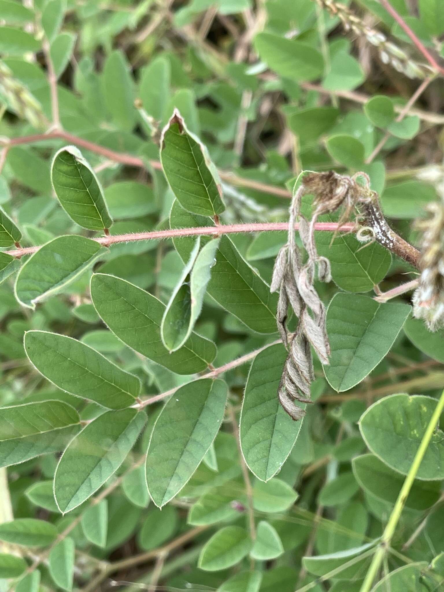 Indigofera astragalina DC.的圖片