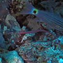 Image of Aqaba Cardinalfish