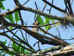 Image of Ferruginous Pygmy Owl