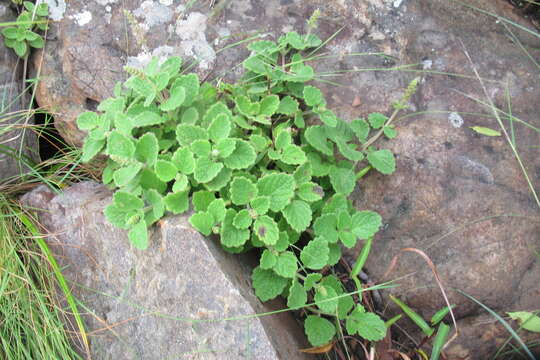 Image of <i>Coleus grandidentatus</i>