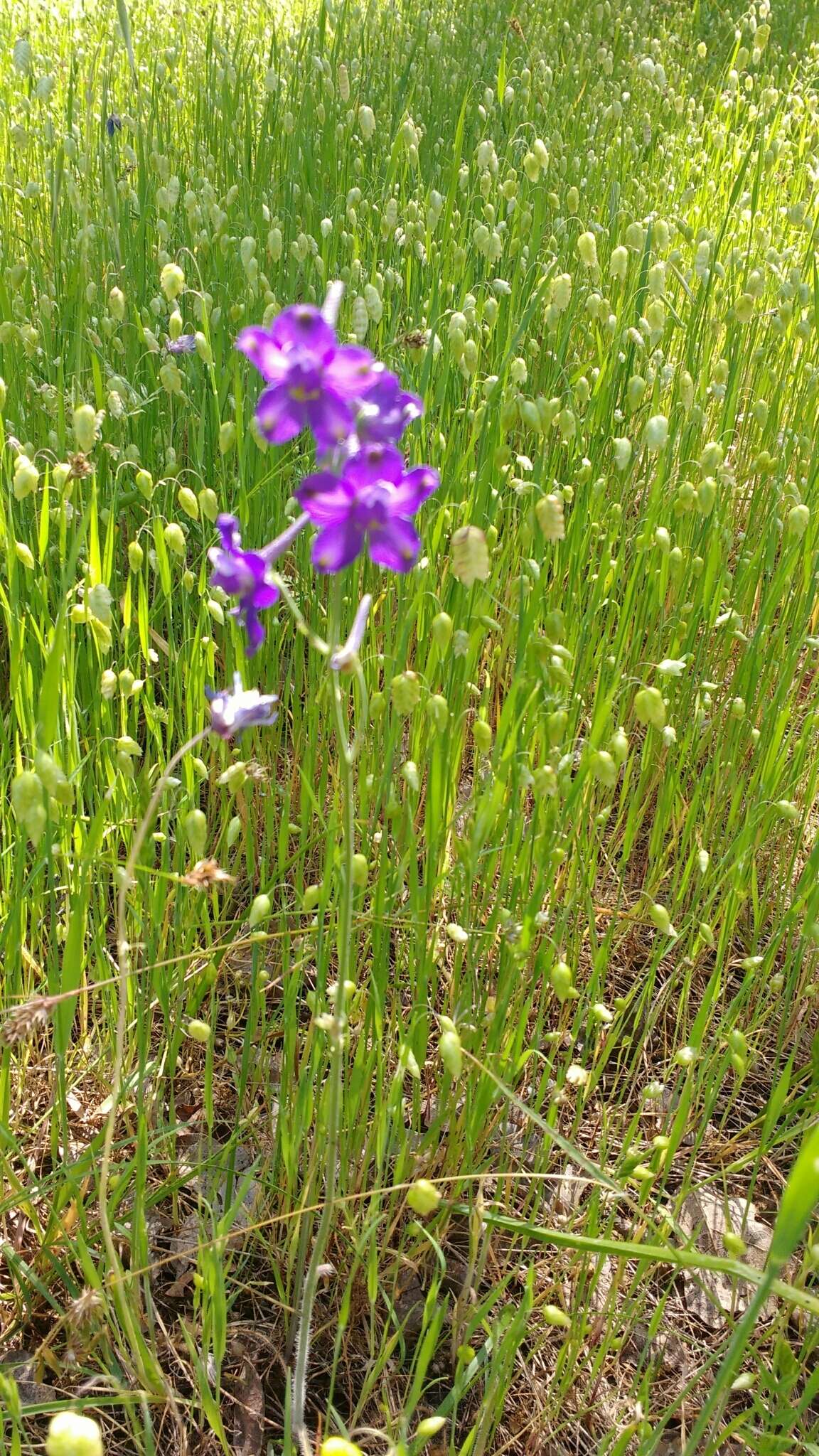 Image of royal larkspur