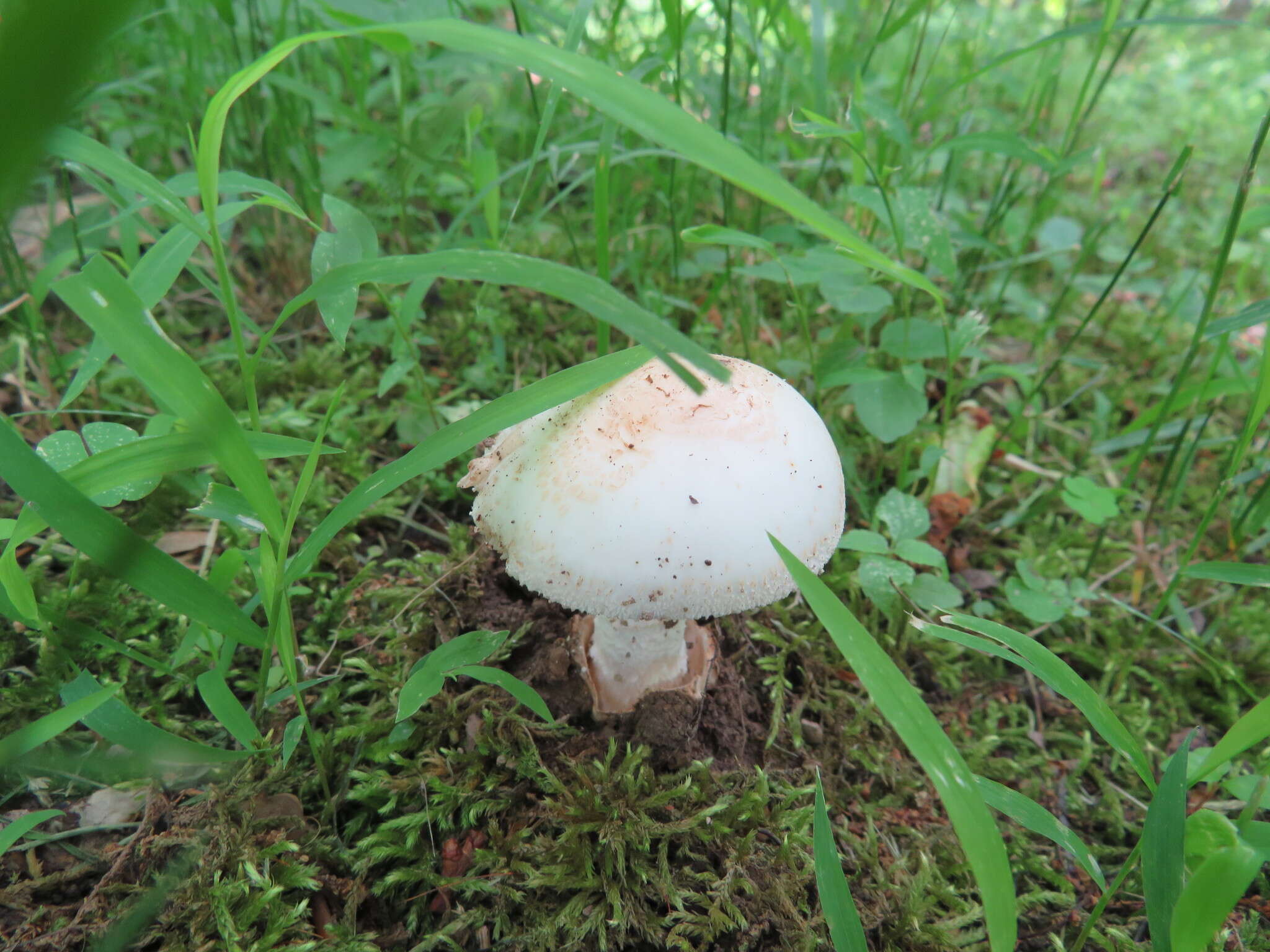 Image of Volvate amanita