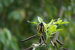 Слика од Ornithoptera tithonus de Haan 1840