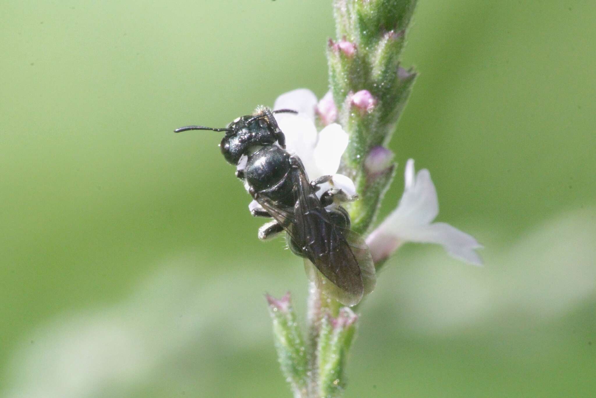 Ceratina cucurbitina (Rossi 1792)的圖片