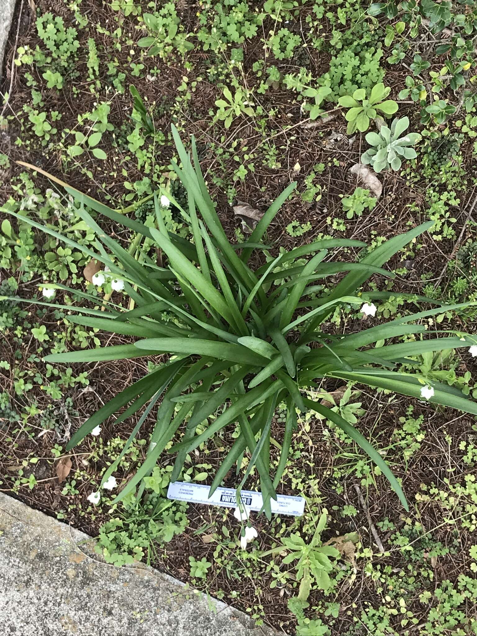 Слика од Leucojum aestivum L.