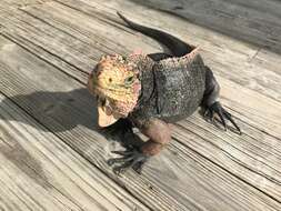 Image of Andros Island Iguana