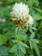 Image of Egyptian clover