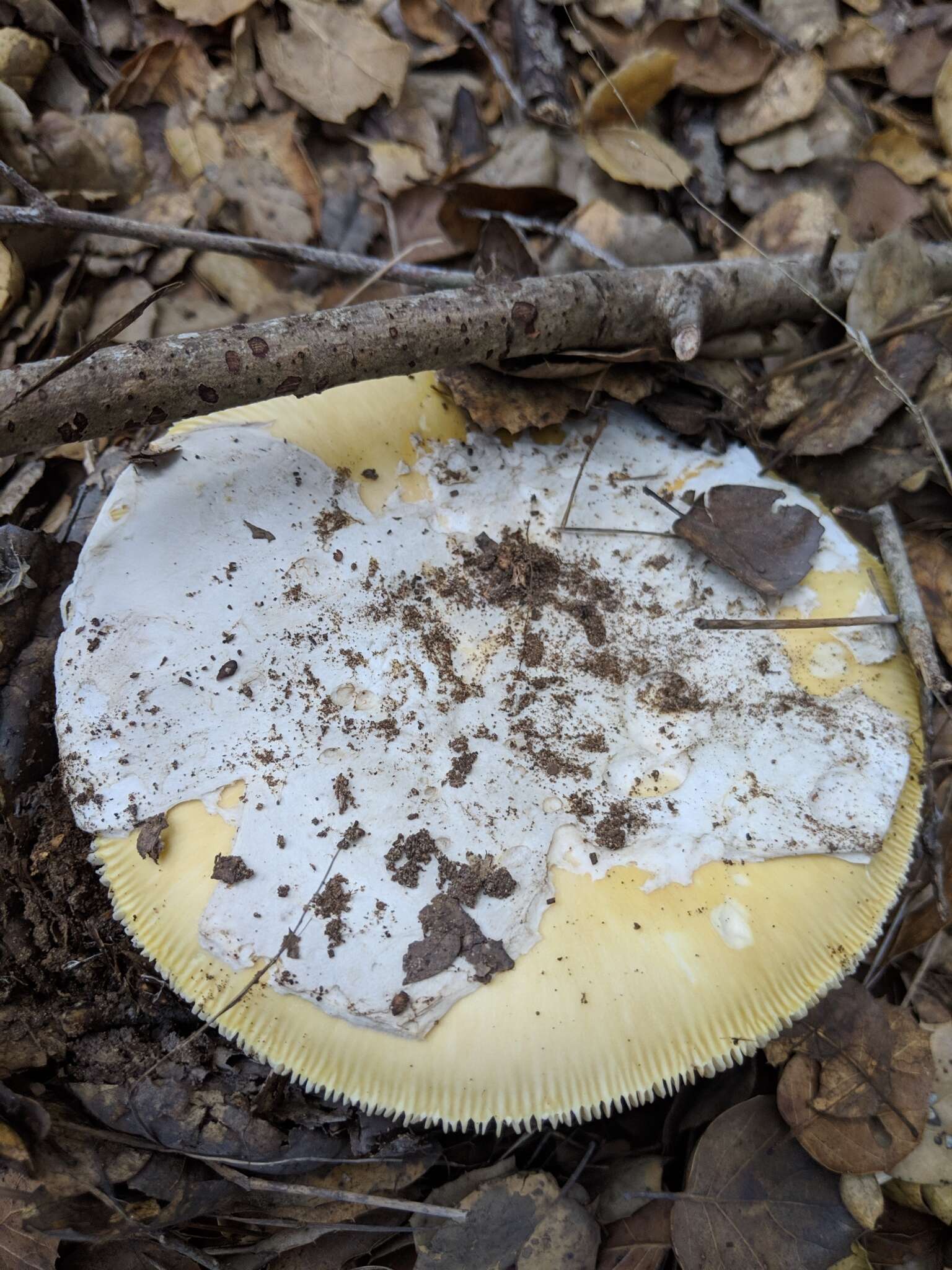 Image of Amanita vernicoccora Bojantchev & R. M. Davis 2011