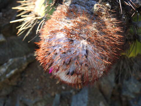 Melocactus harlowii (Britton & Rose) Vaupel resmi