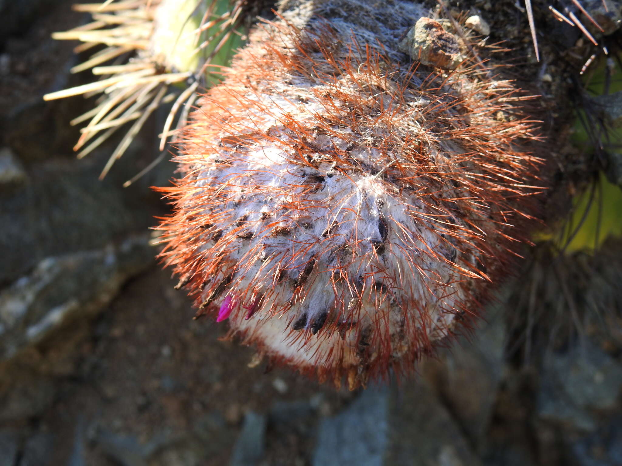 Image of Melocactus harlowii (Britton & Rose) Vaupel