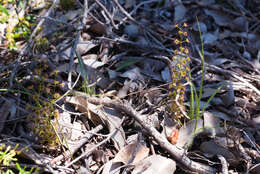 Image de Drosera stolonifera subsp. porrecta (Lehm.) N. Marchant & Lowrie