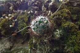 Image of Mammillaria jaliscana subsp. zacatecasensis (Shurly) D. R. Hunt