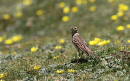 Image of Mountain Pipit