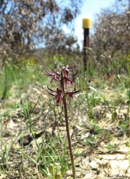 Image of Genoplesium superbum D. L. Jones