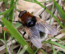 Sivun Mesembrina mystacea (Linnaeus 1758) kuva