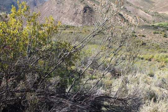 Imagem de Montinia caryophyllacea Thunb.