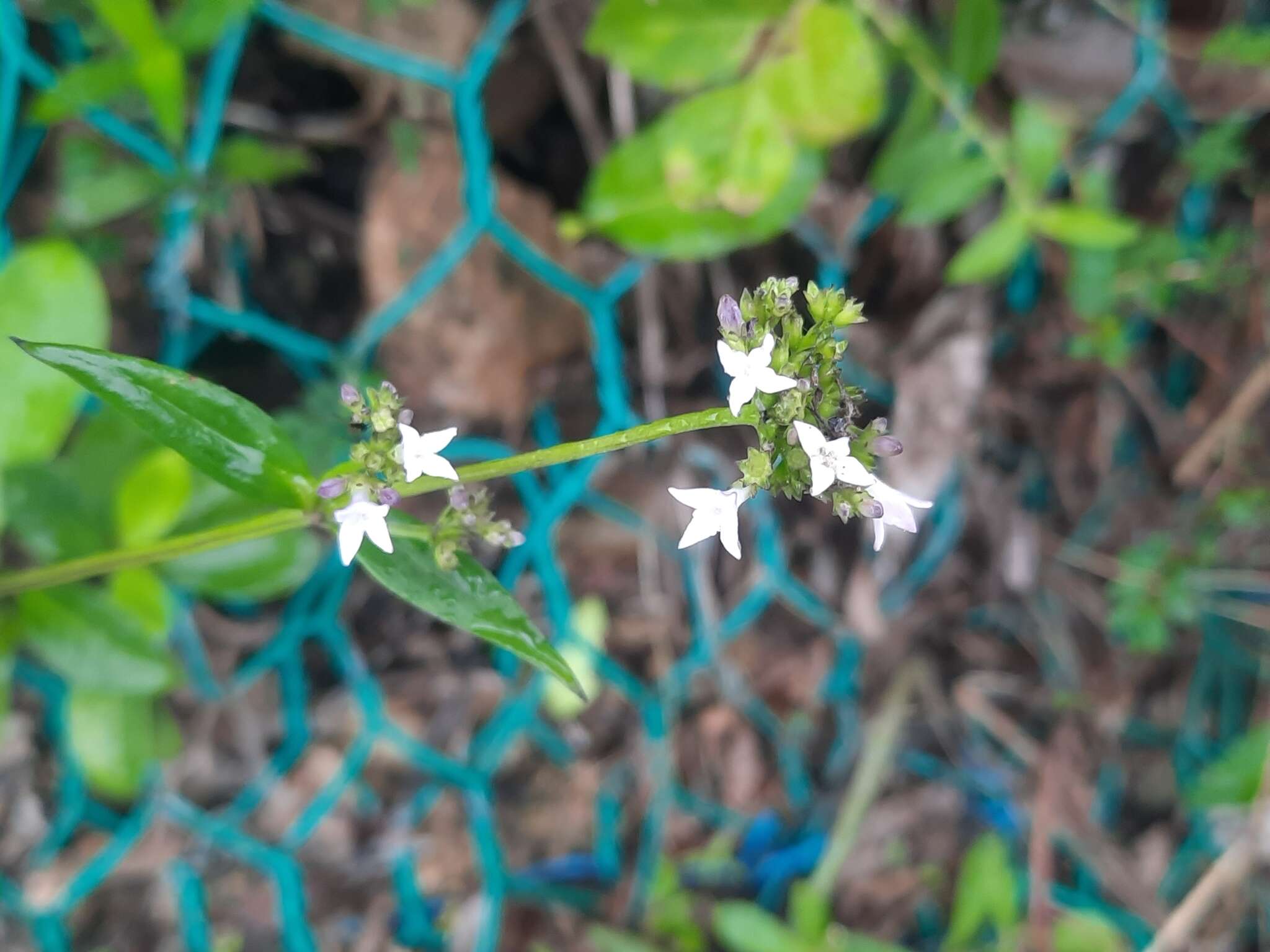 Image of Hedyotis lancea Thunb. ex Maxim.