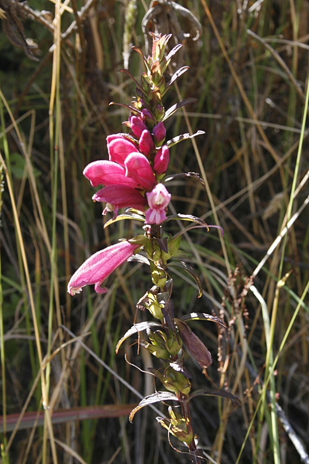 Image of Lamourouxia virgata Kunth