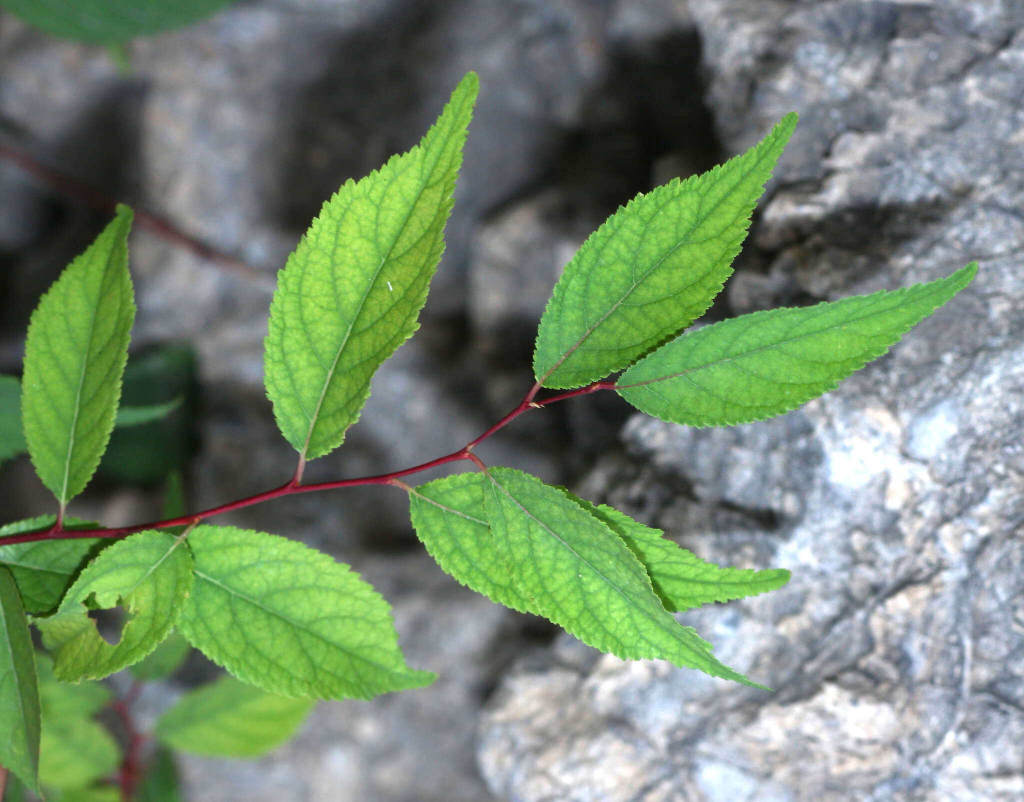 Imagem de Prunus glandulosa C. P. Thunb. ex A. Murray