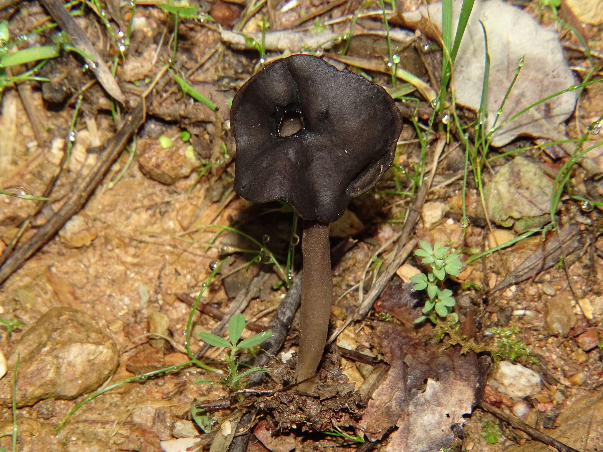 Helvella atra J. König 1770 resmi