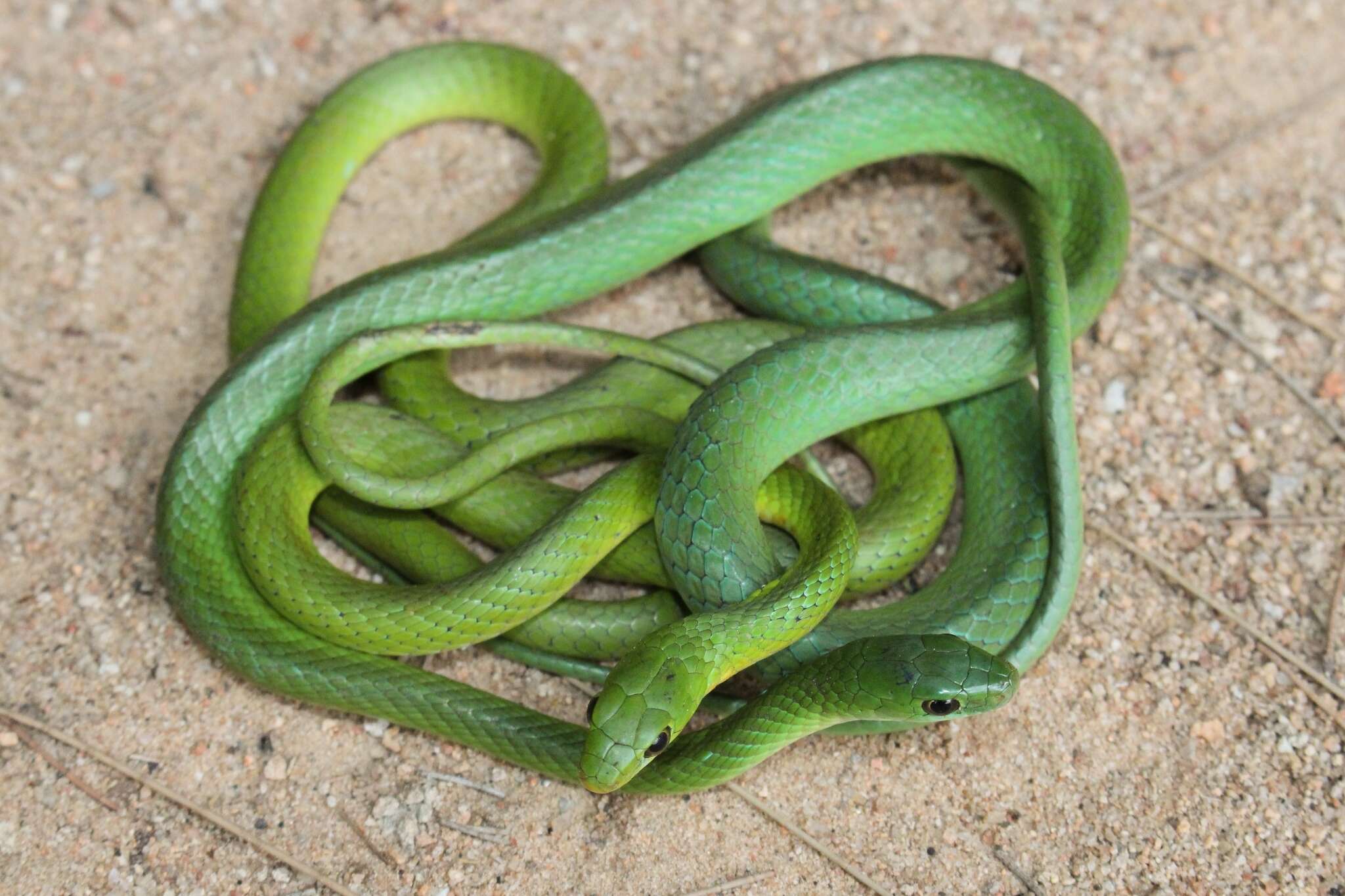 Image of Green Water Snake