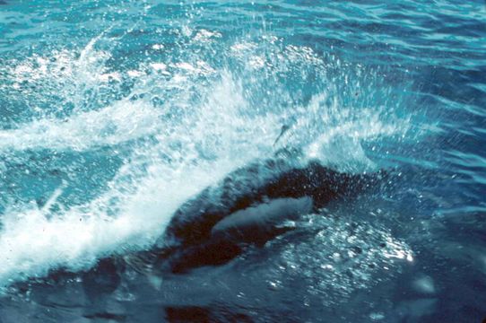 Image of Dall's Porpoise