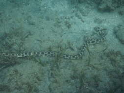 Image of Dark-spotted Snake Eel