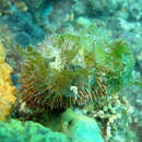 Image of Alexanders sea urchin