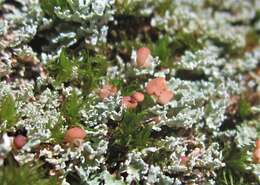 Image of cup lichen