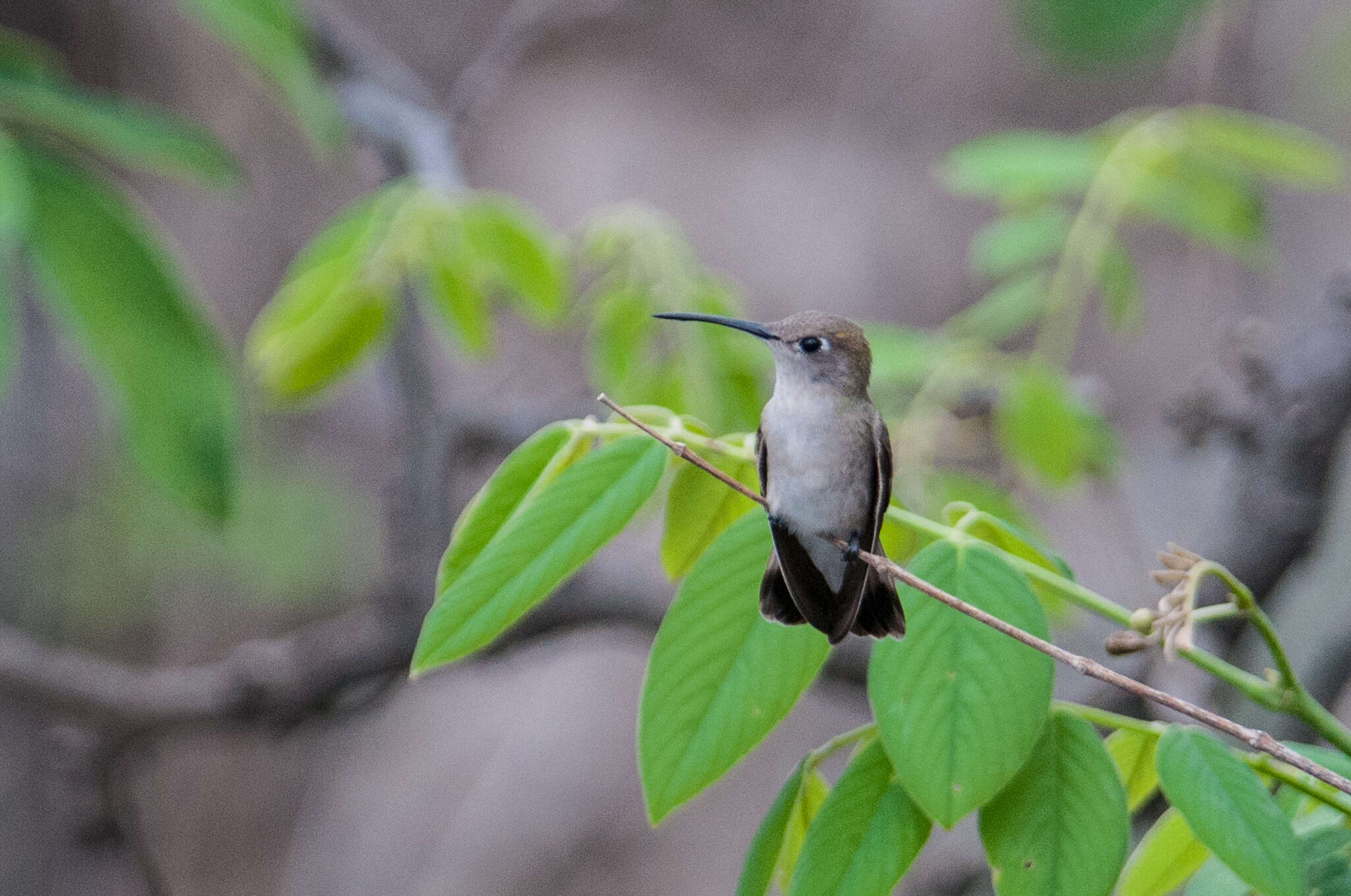 Image of Tumbes Hummingbird