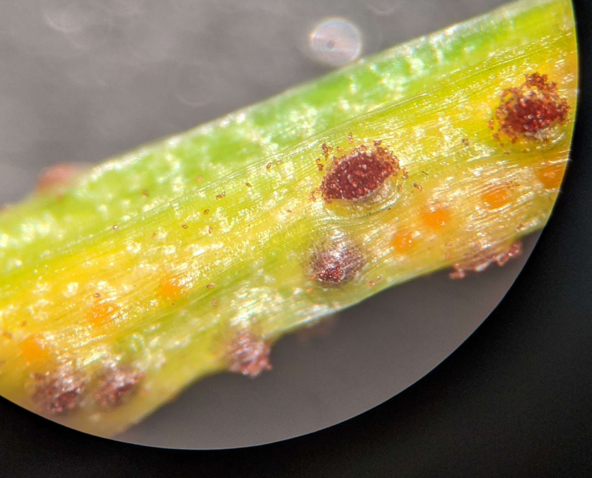 Image of Puccinia liliacearum Duby 1830