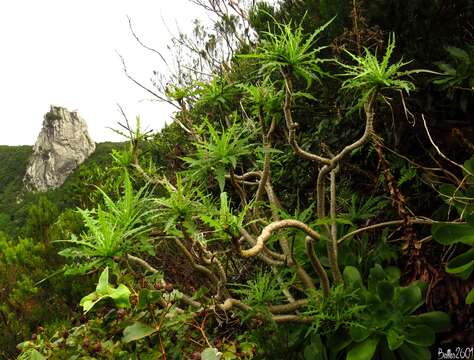 Image of Sonchus congestus Willd.