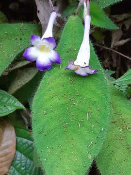 Image of Codonoboea quinquevulnera