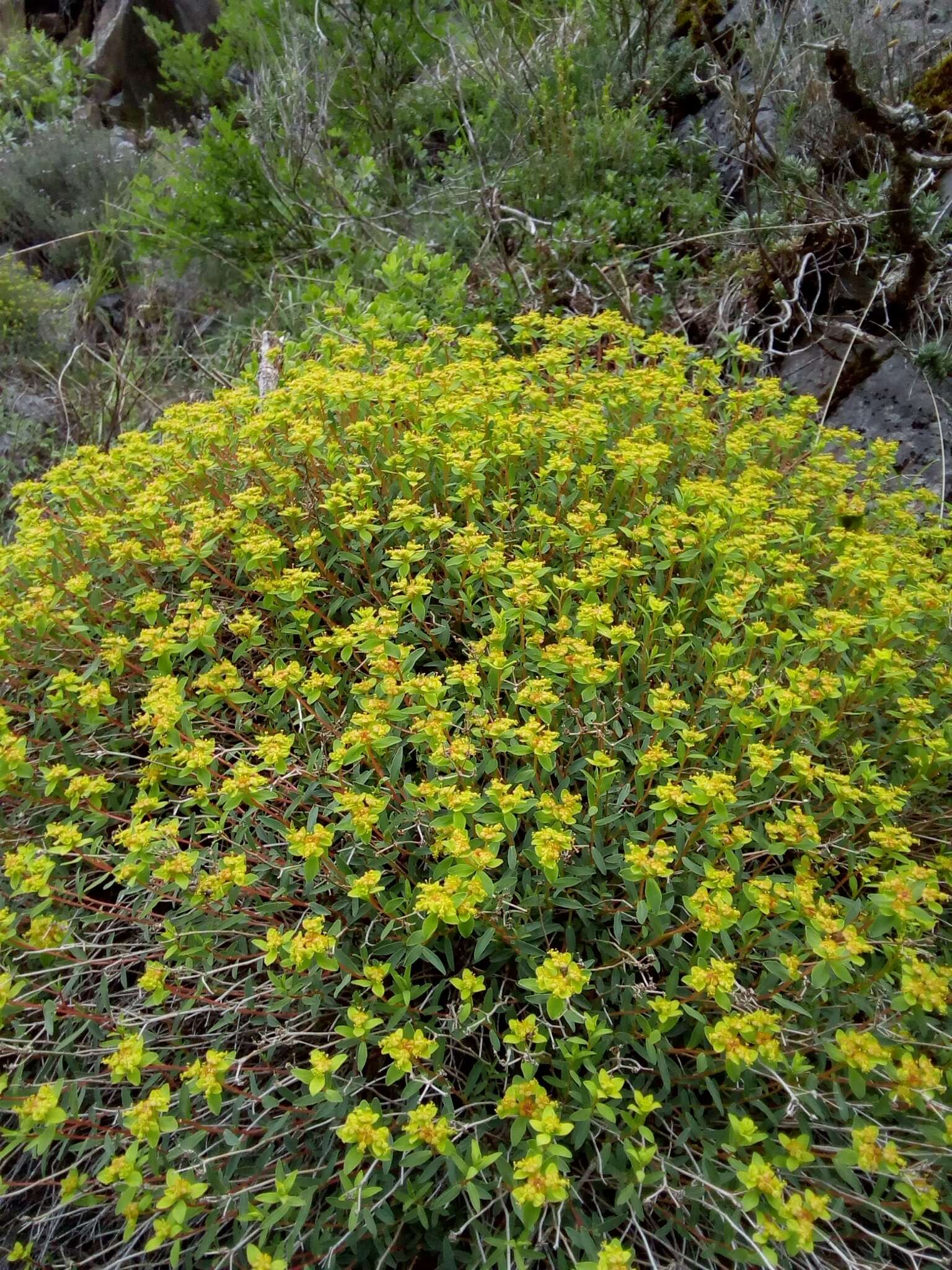 Слика од Euphorbia spinosa L.